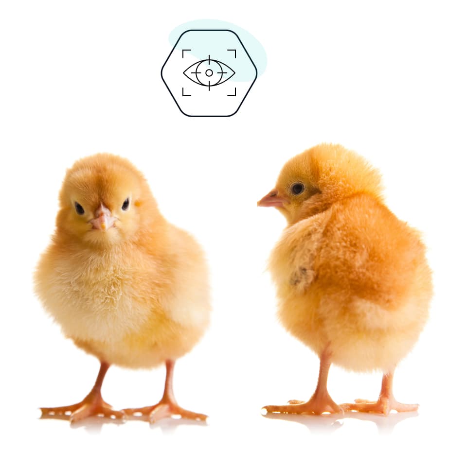 Poultry Vaccine Delivery