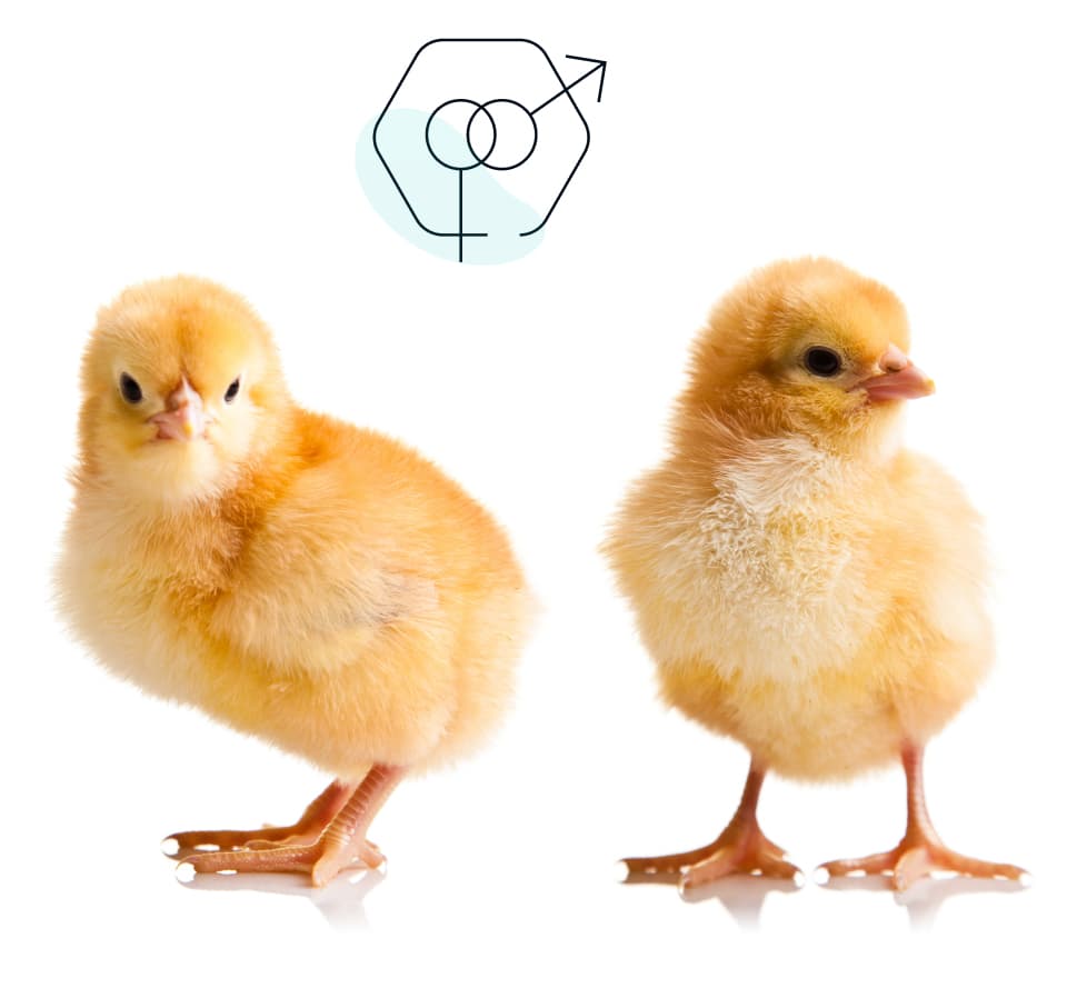 Poultry sex Identification