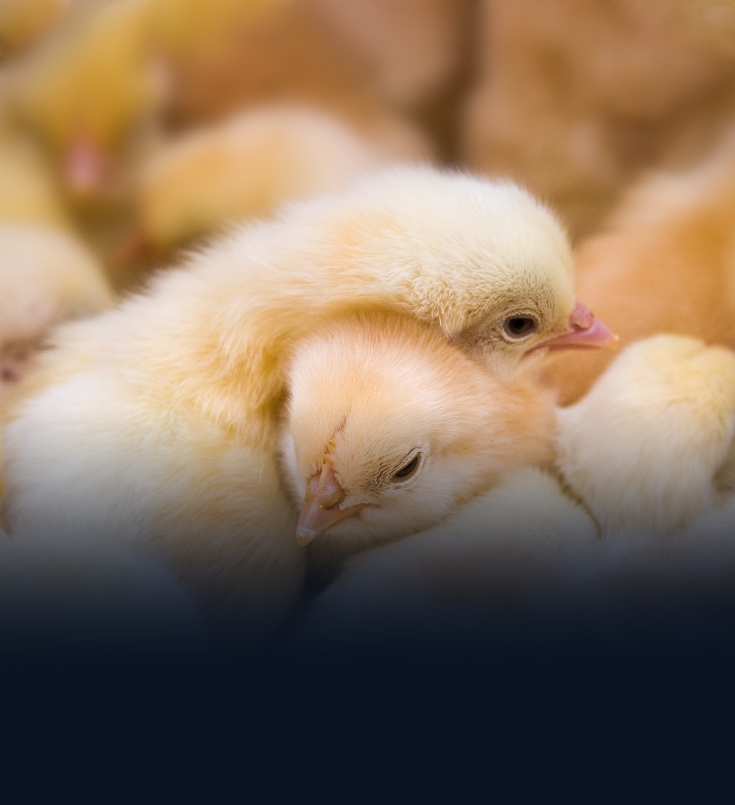 VDS Chicks- 2