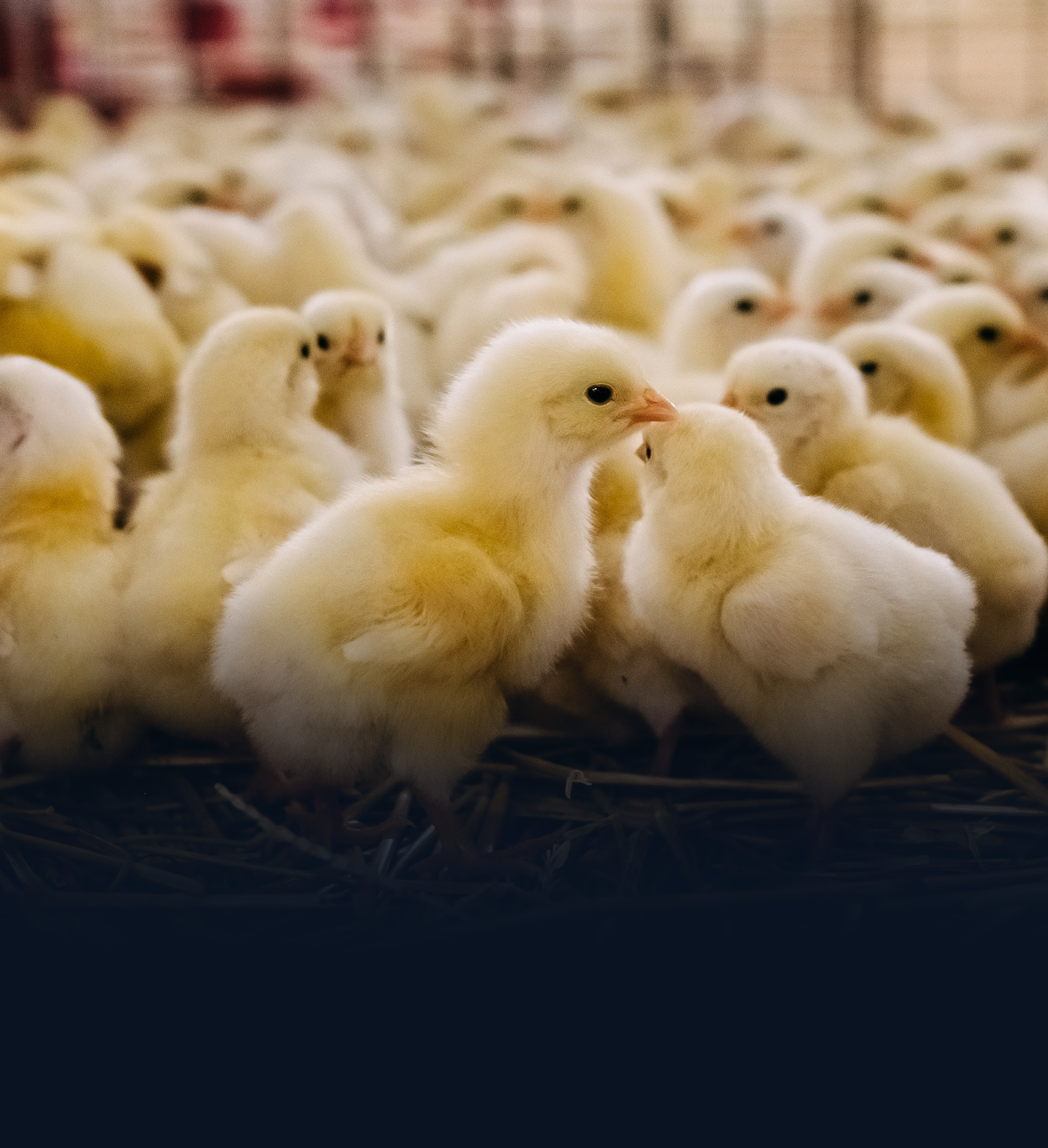 VDS Chicks- 3