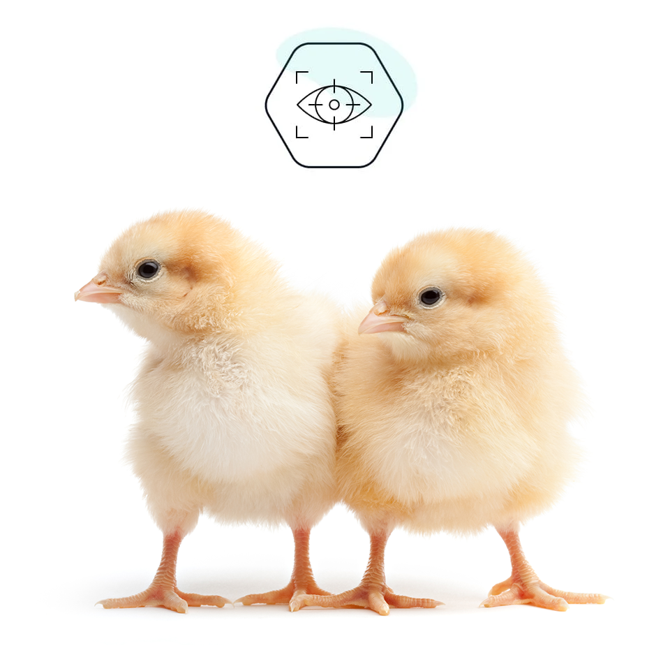 VDS Chicks- 4