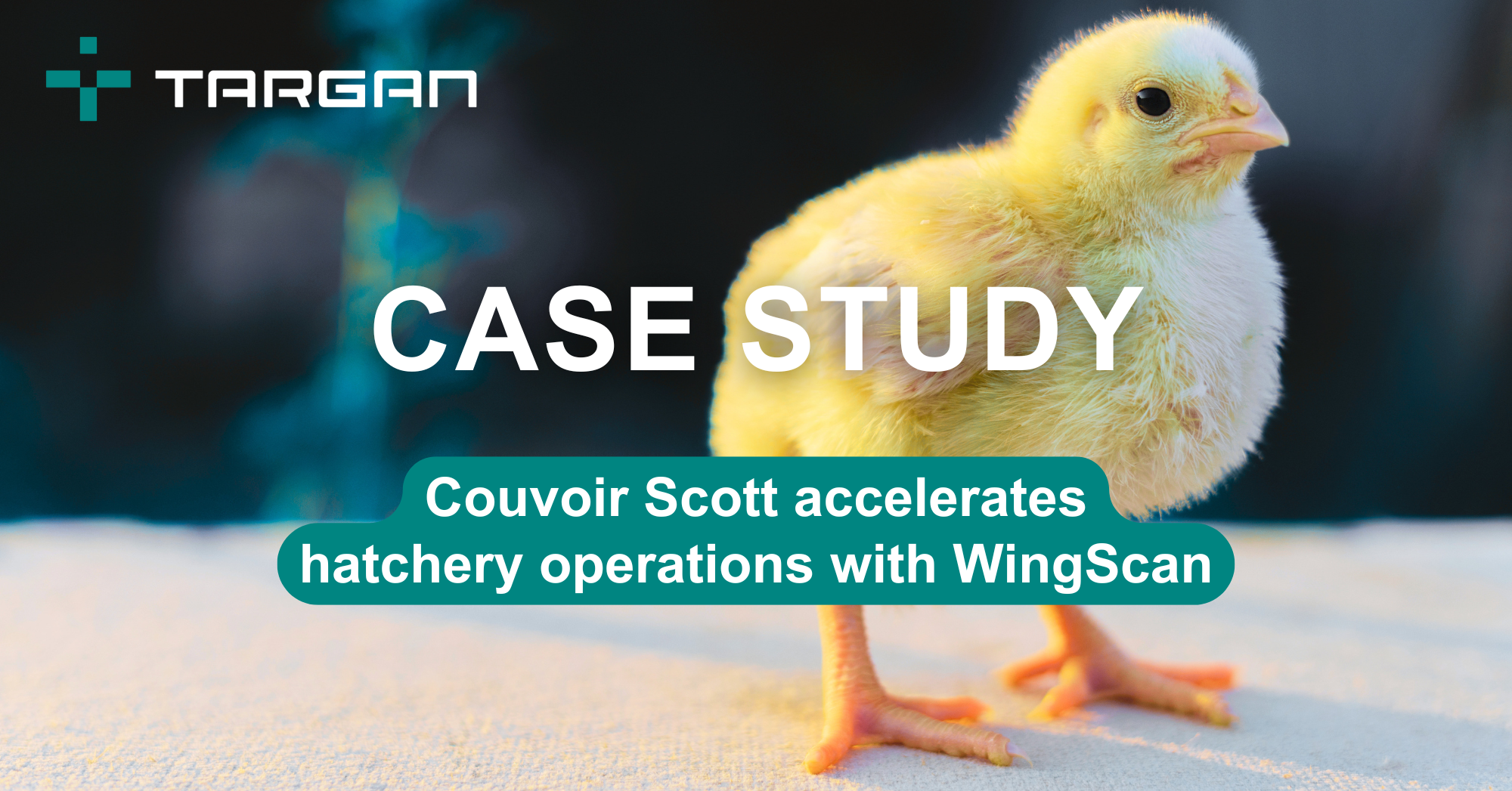 Case study: Couvoir Scott accelerates hatchery operations with WingScan