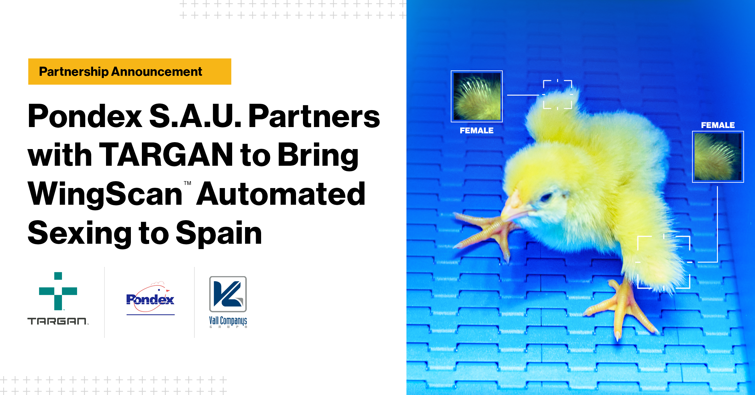Pondex Spain Adopts WingScan for Automated Chick Sexing